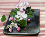 津軽りんご園の通販、リンゴの花-佳作