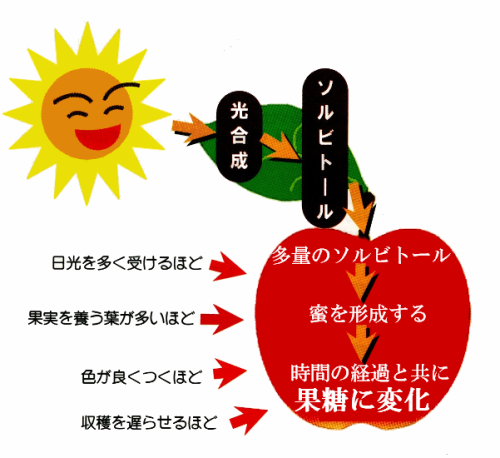 りんごの蜜について りんご 青森りんごを青森から産地直送 リンゴの通販 通信販売 Nanaりんご限定販売