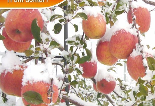 雪の中から生まれ雪の中で熟成されたりんご
