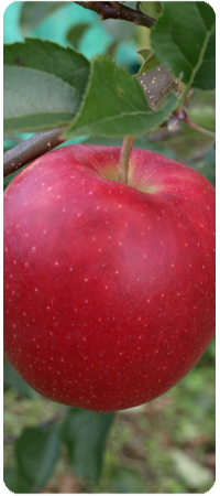 AppleGifters 通販－青森県、広船から本場の青森りんごをお届けします 