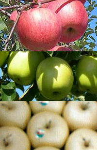 りんご品種・サンふじ（上）・王林（中央）・金星（下）