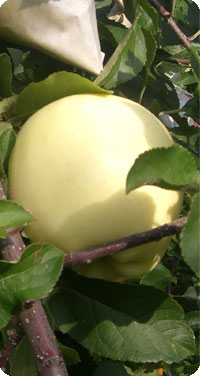リンゴ品種・金星