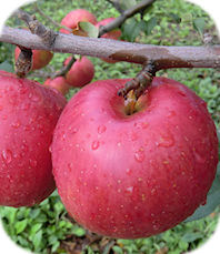リンゴ品種・シナノスイート