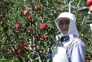 りんご農園の風景写真