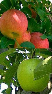 リンゴ品種・葉取らずサンふじと王林の詰め合わせ