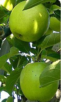 リンゴ品種・王林