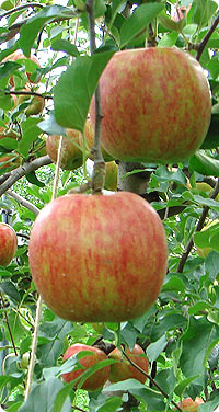 リンゴ品種・つがる