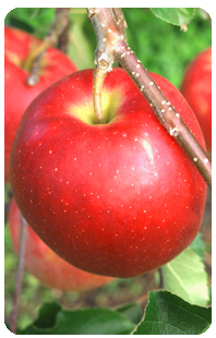 リンゴ品種・シナノスイート