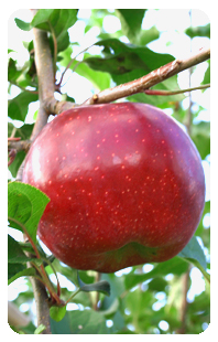 リンゴ品種・スターキング