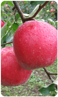 リンゴ品種・春明21