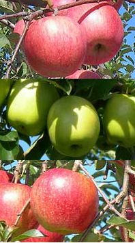 りんご品種・サンふじ（上）・王林（中央）・ジョナゴールド（下）