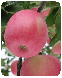 リンゴ品種・むつ