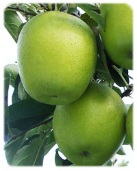 リンゴ品種・王林