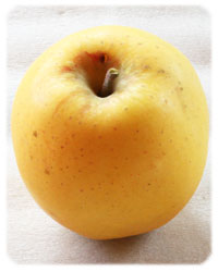 リンゴ品種・シナノゴールド