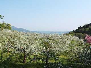 坂本農園の栽培風景・りんご畑全景