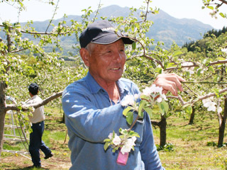 坂本農園の栽培風景・りんごの実すぐり