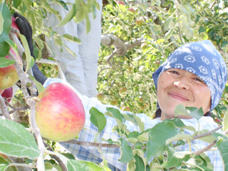 坂本農園の栽培風景・笑顔で収穫作業中