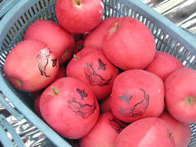 りんごに赤く色がついたら、シールを貼ったまま収穫します。